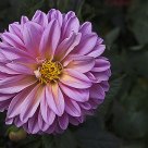 Pink flower